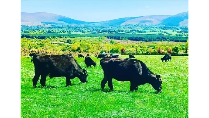 Wagyu Beef cattle grazing in a field