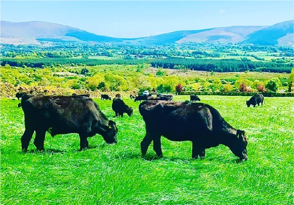 Wagyu Beef cattle grazing in a field